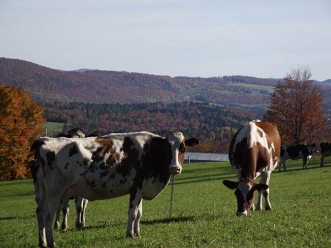 Mountainview Dairy B&B in Irasburg, VT